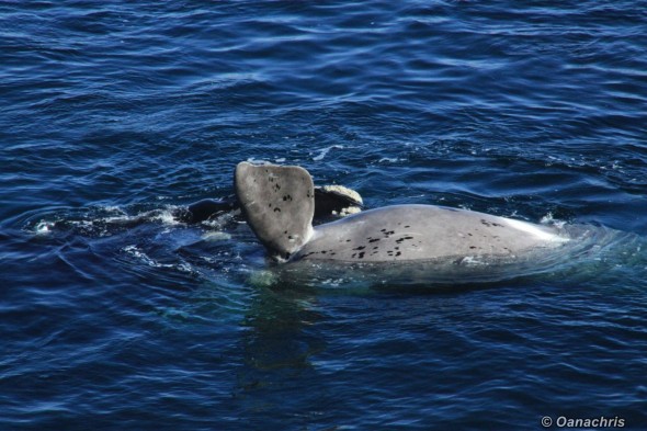 Puerto Madryn whale watching mating season
