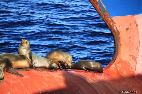 Sealions relaxing on the bulb Puerto Madryn Argentina