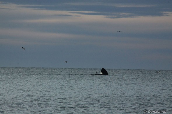 Whale watching - from Doradillo Beach Puerto Madryn