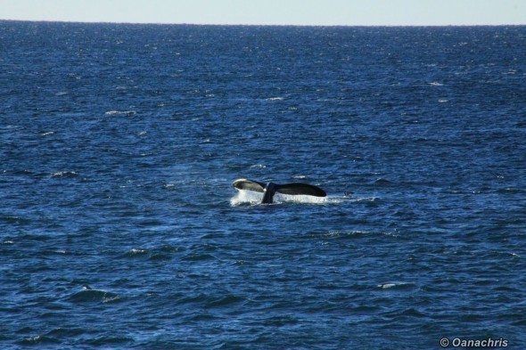Whale watching in Golfo Nuevo Argentina