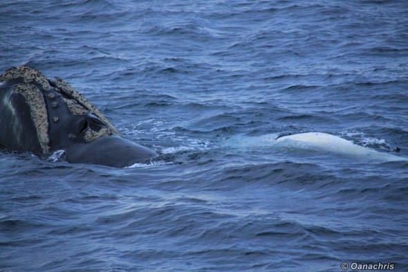 Puerto Madryn Argentina - Whale watching (6)