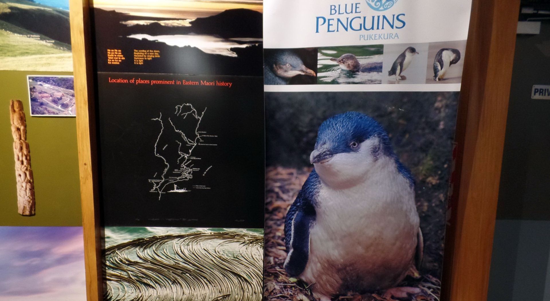 Visiting the blue penguin colony